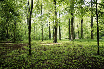 forêt verte en été europe