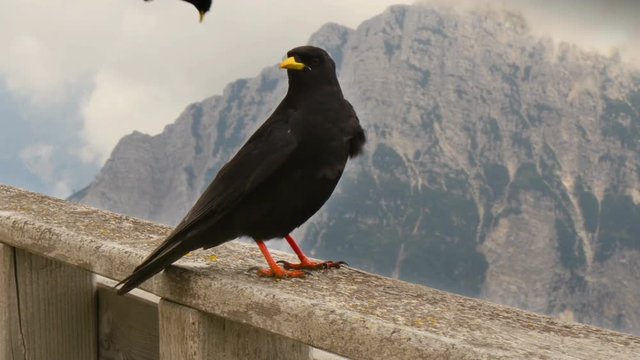 A alpine chough in the mountains - crow family 4k 11884
