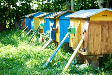 Row of beehives in an apiary outdoors in the garden nature summer spring seasonal beekeeping farming profession hobby honey craft concept.