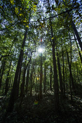 Fototapeta na wymiar sun rays in green forest