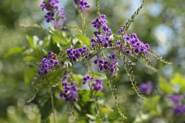 Obraz premium Duranta repens many beautiful purple flowers in the garden.