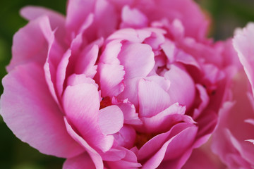 Lush pink peony close-up