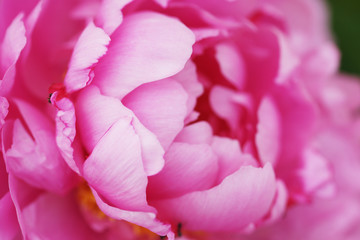 Lush pink peony close-up