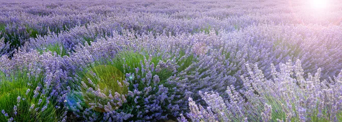 Fotobehang Lavendel Lavendelzee, Provence in Frankrijk  © FredP