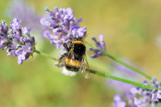 bourdon sur fleur de lavande 