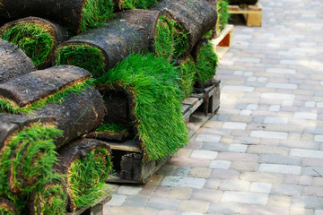 Green lawn grass in rolls