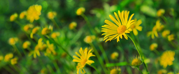 Obraz premium Doronikum flowers in the garden.