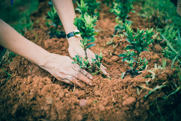Naklejka premium white old hands plant young sprout ixora in the garden. film and dark tone