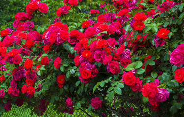 Roses. Natural background, roses. Natural red roses background