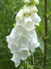 white wild foxglove in english countryside © Philip J Openshaw 