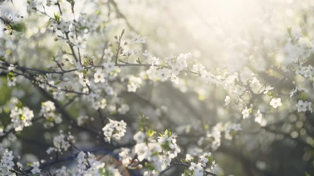 Cherry blossoms over blurred nature background - spring flowers