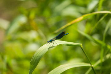 Beautiful, vibrant blue dragonfly sitting on a leaf