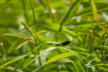 Beautiful, vibrant blue dragonfly sitting on a leaf