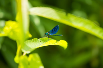 Beautiful, vibrant blue dragonfly sitting on a leaf
