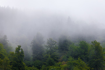 Misty forrest
