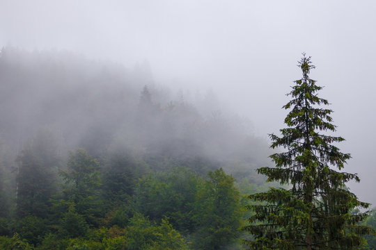 Fototapeta Misty forrest
