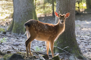 Wild im Wald