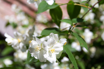 Naklejka na ściany i meble jasmine flowers in spring