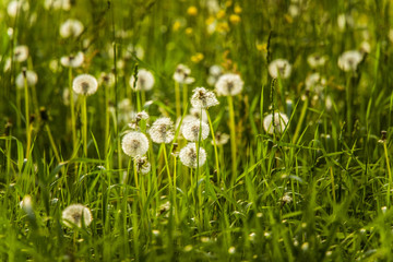 Beautiful white dandelion heads in a meadow