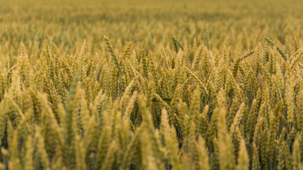 The grain field during sunny day. The view is aimed in detail of grain.