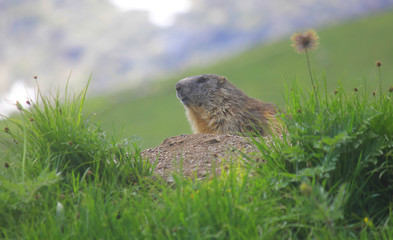 Naklejka na ściany i meble marmot that looks at the panorama