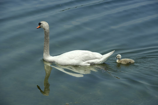 cigni