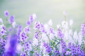 Fototapeta premium flowers (salvia officinalis) in the garden
