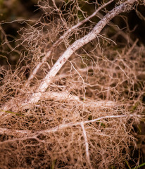 An abstract close up of a tree roots. Shallow depth of field