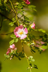 Beautiful wild rose bush blooming in a meadow in summer