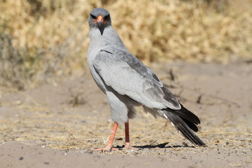 Goshawk