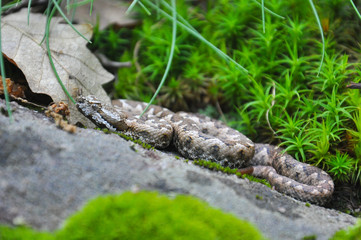 Vipera ammodytes, Nose-horned viper, most toxic and dangerous snake in Europe. Long-nosed Viper, ...