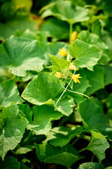 Blooming cucumber flowers in the garden