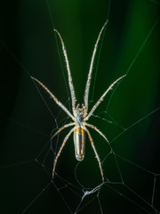 Spider Web Trap on Dark Background