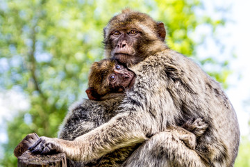Macaque mother embracing baby