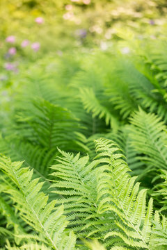Green fern leaves on Midsummer in forest: Latvian nature during Ligo celebration