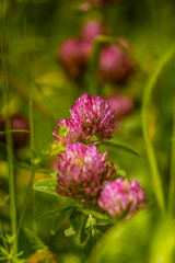 A beautiful, vibrant red clover flower in a meadow. Sunny summer day.