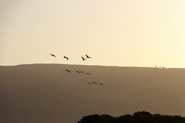 A flock of Gray cranes fly at sunrise