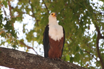Fish Eagle