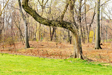 Spring at Central Park - New York City