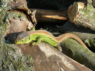 Lizard