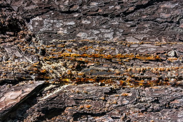 amber pitch on bark of a pine trunk
