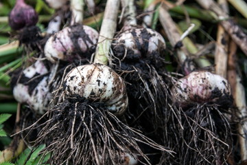the fresh garlic which is dug out of a garden bed
