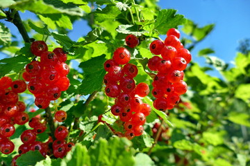 Redcurrant fruits on bush