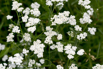 Achillea millefolium, commonly known as yarrow  is a flowering plant in the family Asteraceae. It is native to temperate regions of the Northern Hemisphere in Asia, Europe, and North America © gheturaluca