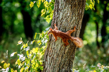 A small red squirrel stood on the tree, clinging to the trunk of the tree.