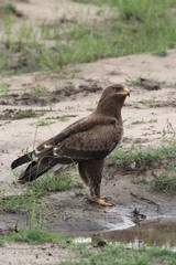 Eagles