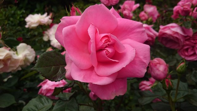 バラ
rose
