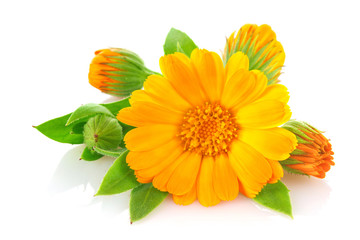 Flowers of calendula with green leaves, isolated on white