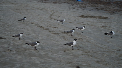 Sea Gulls at the beach
