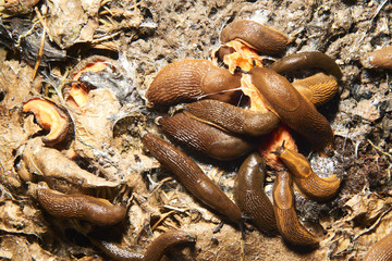 Group of slugs eating in the garden. Spanish slug (Arion vulgaris) invasion in garden. Invasive slug. Garden problem in Europe. Selective focus.